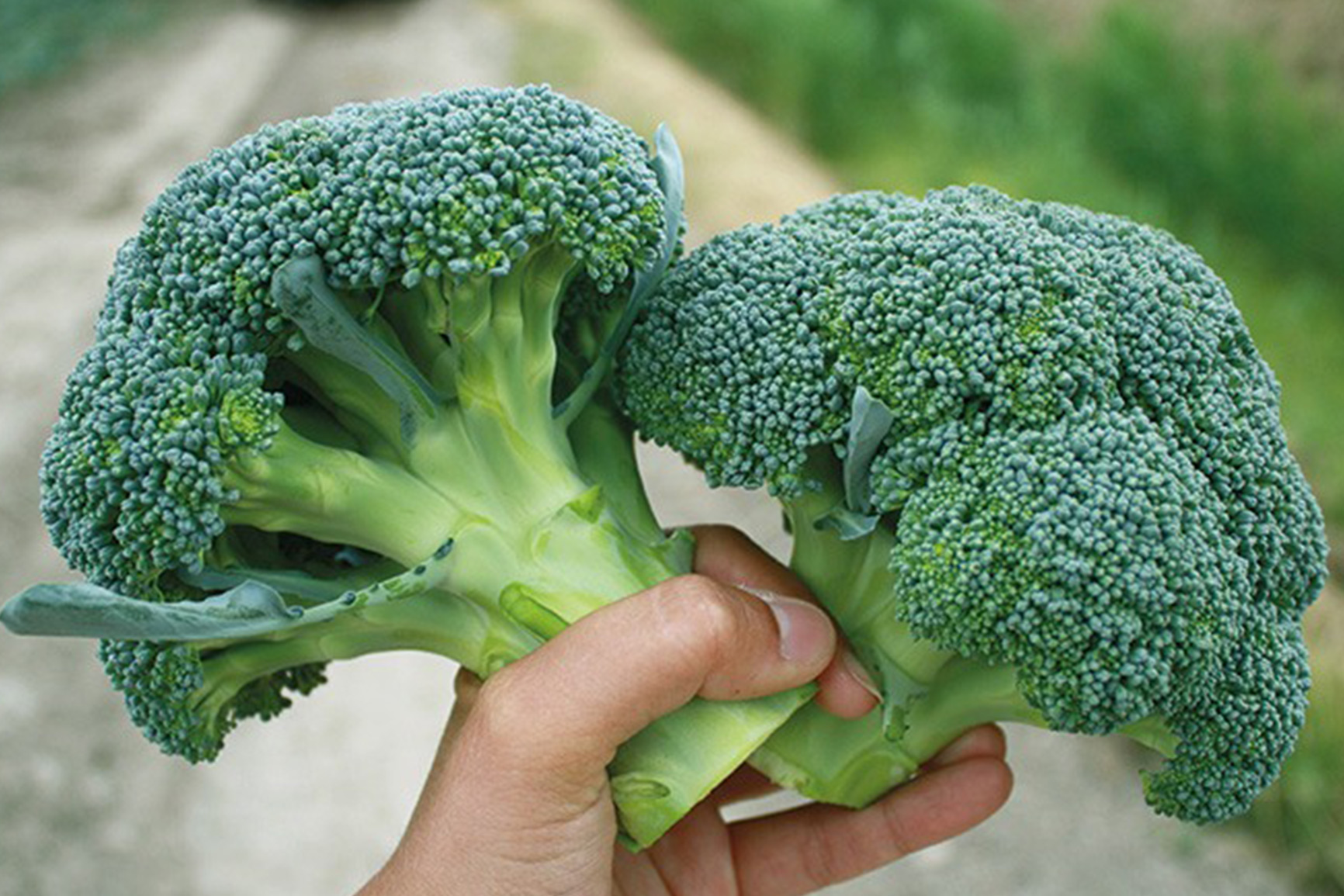 Broccoli - produce and Bruinsma Grower packer Bio organic of